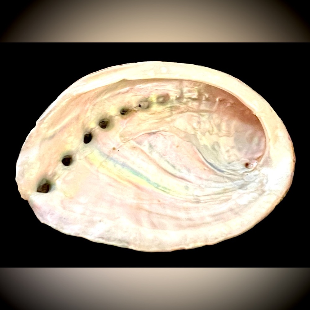Abalone Natural Shells approx. 4” x 3”